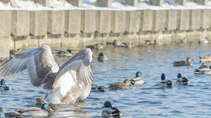 Swan and ducks on frozen river. Flock of wild ducks and swans swims in the pond. Wintering of wild birds in the city.