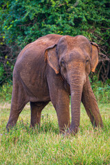 Fototapeta premium Elephants in the National Park