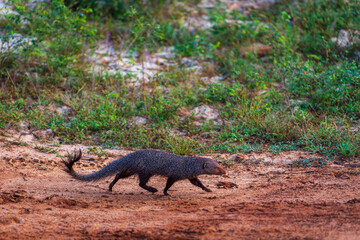 Mongoose in the Yala National Park, Sri Lanka