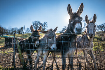 Eine Gruppe junger Esel auf der Weide