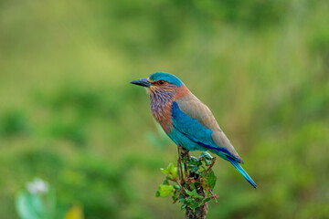 Birds in the National Park