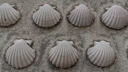 Scallop shell symbol of the Way of Saint James of Compostela