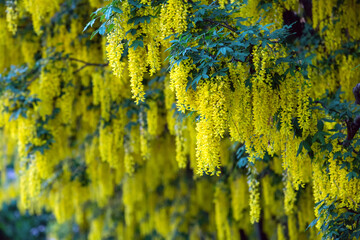 laburnum deciduous shrub or small tree from Italy in the Museum of the Palace of King Jan III in Wilanow in Warsaw  - obrazy, fototapety, plakaty