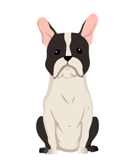 Dog breed Boston Terrier. Cute funny cartoon domestic pet character flat vector illustration. Human friend home animal