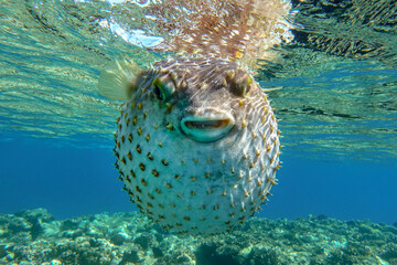 Yellowspotted burrfish  is in a defensive position © mirecca