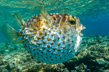 Yellowspotted burrfish  is in a defensive position © mirecca