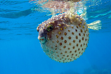Yellowspotted burrfish  is in a defensive position © mirecca
