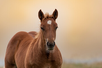 Portrait of wild iberian horse at sunset