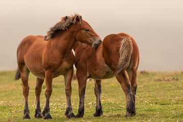 Couple of wild iberian brown horses at sunset