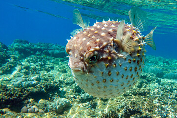 Yellowspotted burrfish  is in a defensive position