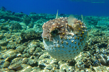 Yellowspotted burrfish  is in a defensive position