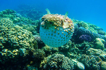 Yellowspotted burrfish  is in a defensive position © mirecca
