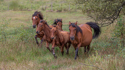Four wild horses galloping across the meadow