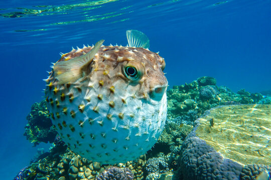 Yellowspotted burrfish  is in a defensive position