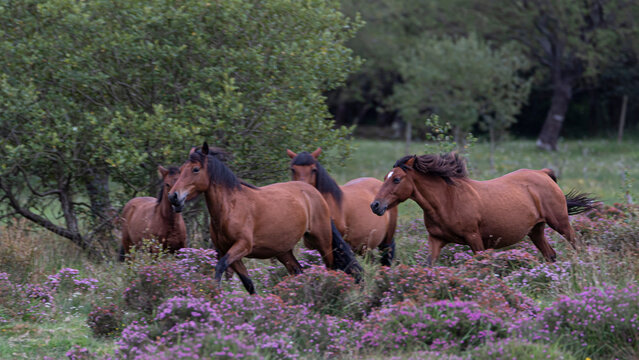 Wild horses with long manes galloping through the meadow