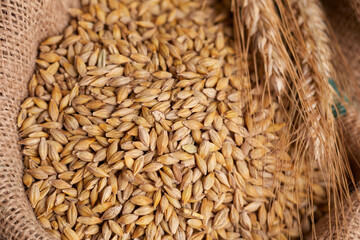 barley grain on the wooden background