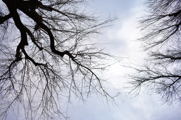 branches against sky