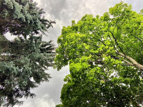 trees in the park
