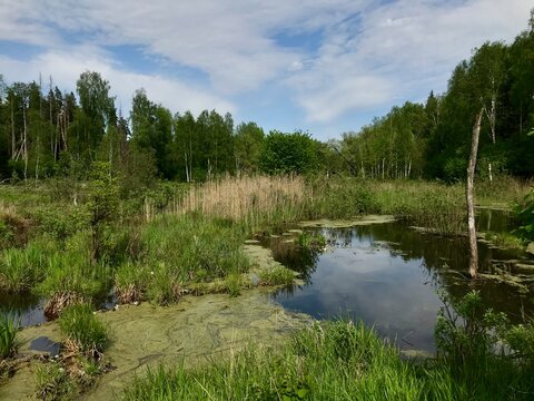 lake and forest