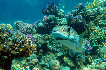 Fototapeta na wymiar Porcupinefish (Diodon hystrix) on a coral reef Red sea