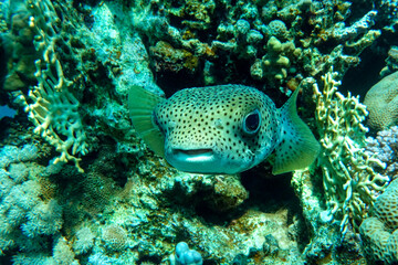 Porcupinefish (Diodon hystrix) on a coral reef Red sea