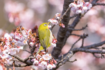 桜とメジロ