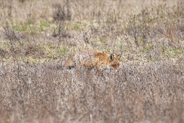 A hunting fox in a meadow. An animal searching for food in late winter. Red fox in its winter coat. Vigilant posture while hunting.