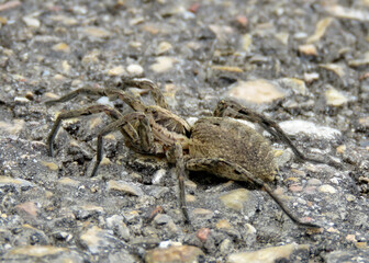 European tarantula spider, of the genus Hogna