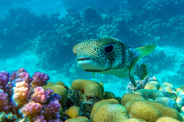 Porcupinefish (Diodon hystrix) on a coral reef Red sea