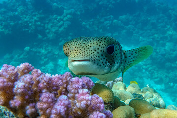 Porcupinefish (Diodon hystrix) on a coral reef Red sea