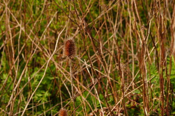 Against a heavily blurred background of dry grass, dry flowers of wild teasel in autumn, called Dipsacus fullonum, selected focus and bokeh, the seeds are a nice addition to dry arrangements