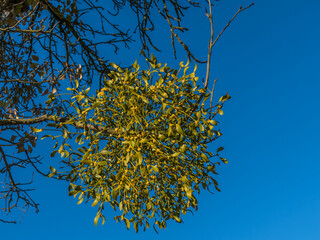 Viele Misteln auf altem Obstbaum