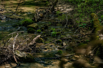 Fototapeta na wymiar Shadows on the forest stream. 