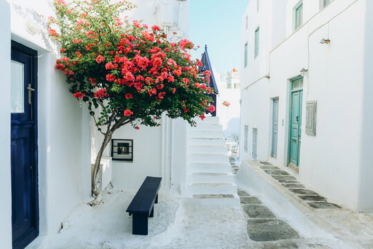Fototapeta Old town narrow street with white houses and Bougainvillea flower. Mykonos island, Greece.