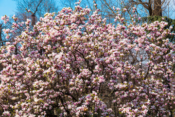 purple, red Cherry blossoms against a blurred background. Spring blooming tree. 