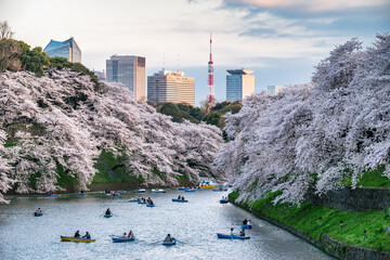 Cherry blossom festival at the Chidorigafuchi Moat in spring, Chiyoda, Tokyo, Japan