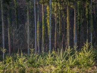 Fototapeta na wymiar Wiederaufforstung im Mischwald durch Neuanpflanzung von jungen Bäumen