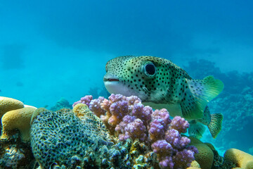 Porcupinefish (Diodon hystrix) on a coral reef Red sea