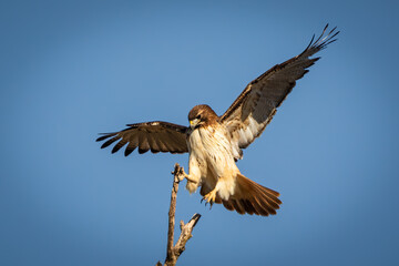 hawk in flight