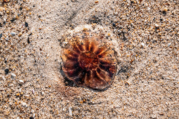A translucent jellyfish washed up on a sandy beach 