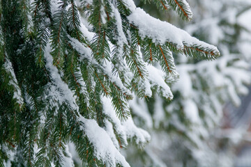 snowy tree

