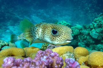 Obraz na płótnie Canvas Porcupinefish (Diodon hystrix) on a coral reef Red sea