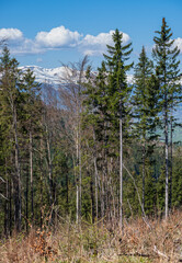 Spring Carpathian mountains view, Ukraine.