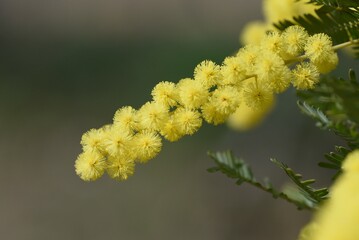 Cootamundra wattle (Acacia baileyana) blossoms. Fabaceae evergreen tree. The national flower of Australia. The flowering season is around March, and yellow flowers are borne on the racemes. 
