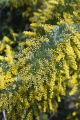 Cootamundra wattle (Acacia baileyana) blossoms. Fabaceae evergreen tree. The national flower of Australia. The flowering season is around March, and yellow flowers are borne on the racemes. 