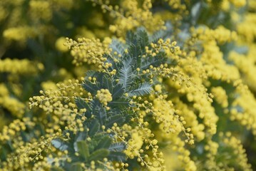 Cootamundra wattle (Acacia baileyana) blossoms. Fabaceae evergreen tree. The national flower of Australia. The flowering season is around March, and yellow flowers are borne on the racemes. 