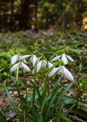 Blooming snowdrop flowers in spring Carpathian mountain forest, Ukraine.