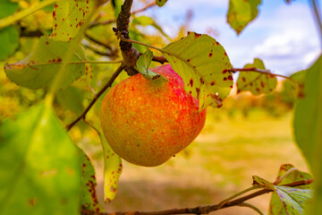 hängender apfel an einem apfelbaum