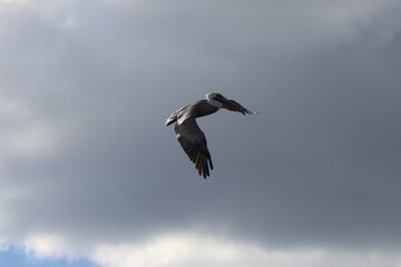 Pelican in Flight