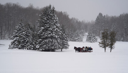 Horse drawn sled in winter
